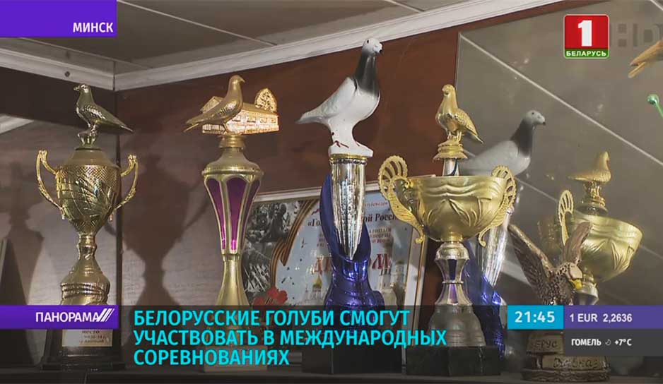 Белорусские голуби смогут участвовать в международных соревнованиях.jpg