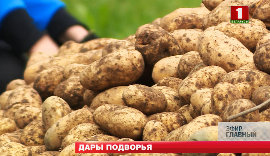 На неделе Александр Лукашенко с командой помощников собирал урожай на своем подворье
