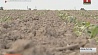 В Гомельском регионе выращивают примерно 40% всего лука в стране