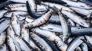 В Любанском районе у браконьеров изъяли больше 1,5 км сетей и более 300 особей незаконно добытой рыбы