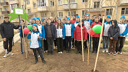 Березовая роща в честь 80-летия освобождения Беларуси от немецко-фашистских захватчиков появилась в Минске