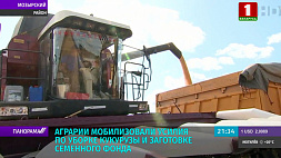 В Беларуси стартовала уборка кукурузы на зерно