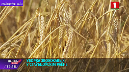 В Столбцовском районе уже собрана треть урожая