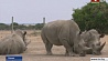 В Кении умер последний белый носорог в мире