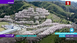 Завораживающие кадры - в Японии в разгаре сезон цветения сакуры 