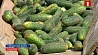 В хозяйствах Беларуси активно собирают урожай овощей