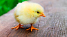 Сотрудник птицефабрики в Шклове похитил почти 20 тыс. цыплят