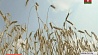 Хозяйства Беларуси намолотили второй миллион тонн зерна