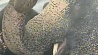 Индийские слонихи Лаксми и Тыч радуют минчан в парке Горького