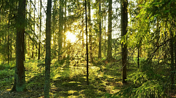 Запрет и ограничения на посещение лесов действуют в 41 районе Беларуси
