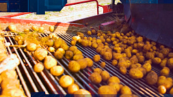 Какие требования предъявляют к сортам картофеля специалисты?