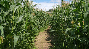 "Кукуполис" - огромный кукурузный лабиринт в Дзержинском районе