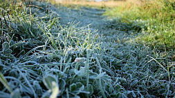 Заморозки до -5°С ожидаются 9 мая в Беларуси