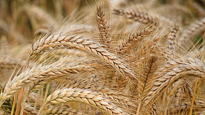 Урожайность до 100 ц/га: белорусские ученые вывели новые сорта зерновых 