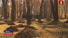 В Беларуси прошла акция "Чистый лес"