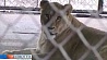 В Витебском зоопарке появился новый лев