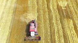 В Беларуси завершили теребление льна и почти закончили уборку зерновых, зернобобовых и рапса