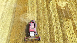 В Беларуси завершили теребление льна и почти закончили уборку зерновых, зернобобовых и рапса