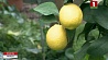 В лимонарии ботанического сада прошел день открытых дверей