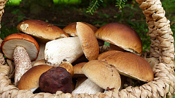 Советы, как не отравиться купленными или собранными грибами