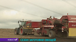 В Беларуси полным ходом идет уборка овощей