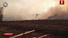 Площадь возгорания в районе Ольманских болот уменьшилась вдвое