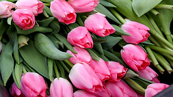 Символ весны и 8 Марта - белорусские тюльпаны создают достойную конкуренцию импортным цветам