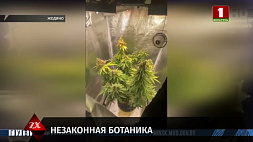 Мужчина выращивал коноплю в квартире матери в Жодино