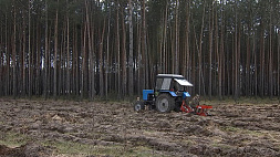 Узнали, в каких областях Беларуси вступили в силу ограничения на посещение лесов