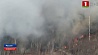 Сильнейшие лесные пожары охватили Дальний Восток России 