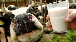 Новости евроцивилизации: жителей Литвы поссорило бесплатное молоко