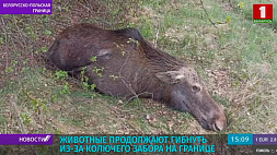 Животные продолжают гибнуть из-за колючего забора на белорусско-польской границе  