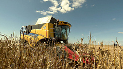 Убраны последние гектары кукурузы, которую намеренно оставили в поле на зимовку. Почему аграрии отважились на такой эксперимент?