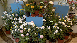 Выставка индийской хризантемы проходит в Ботаническом саду