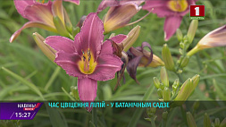 Окунуться в мир ароматов лилий приглашает Ботанический сад Минска