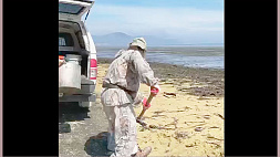 Жители Сахалина лопатами собирают икру на побережье