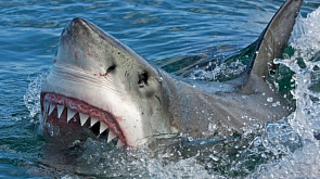 В американском штате Флорида акула атаковала отдыхающих - жертв нападения ждет ампутация конечностей