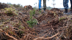 Акция "Восстановим леса вместе!": белорусов приглашают поддержать экоинициативу и присоединиться к посадке деревьев