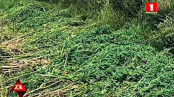 8 тонн наркосодержащих растений уничтожили милиционеры в Могилевском регионе с начала лета