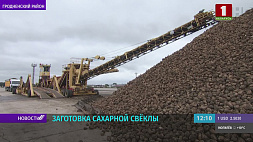 Аграрии Беларуси приступили к массовой заготовке сахарной свеклы
