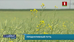 Почему сельхозпроизводители Беларуси охотно занимаются выращиванием озимого рапса