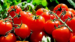 Ученые Беларуси вывели новый сорт томата: он не боится фитофторы и дает много плодов