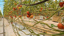 Впервые в Беларуси освоили технологию производства томатов в защищенном грунте - Заяц