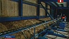 Вилейская мини-ТЭЦ успешно работает на деревянных щепках