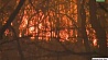 Число жертв пожара в американском штате Теннесси выросло до 14 человек