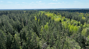 Ограничения на посещение лесов введены по всей Беларуси 