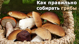 Врач-гигиенист рассказал, как правильно собирать, хранить и готовить грибы, чтобы избежать отравления