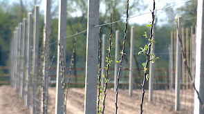 Александр Лукашенко высаживает яблоневый сад из 411 деревьев на малой родине