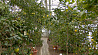 Центральный ботанический сад НАН Беларуси приглашает посетить лимонарий 