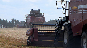 Уборочная-2024: белорусские аграрии собрали более 6 млн т зерна